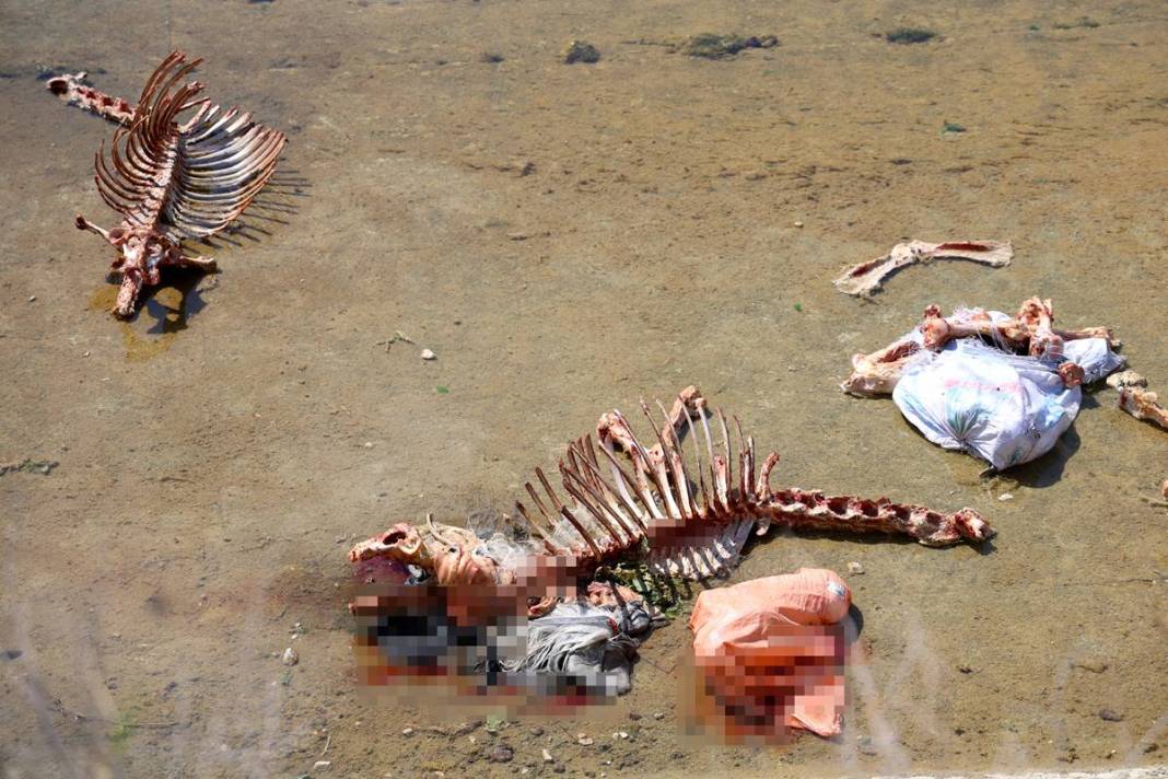 Derisini yüzüp sulama kanalına attılar! O kentte dehşete düşüren görüntüler 4